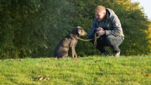 Your Dog's Daily Walk is More Important Than You Think for Their Mental Health