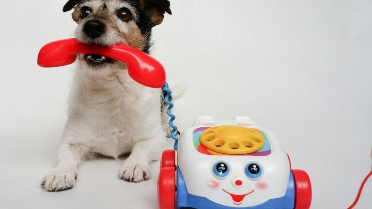 8 Everyday Household Sounds That Quietly Stress Dogs Out