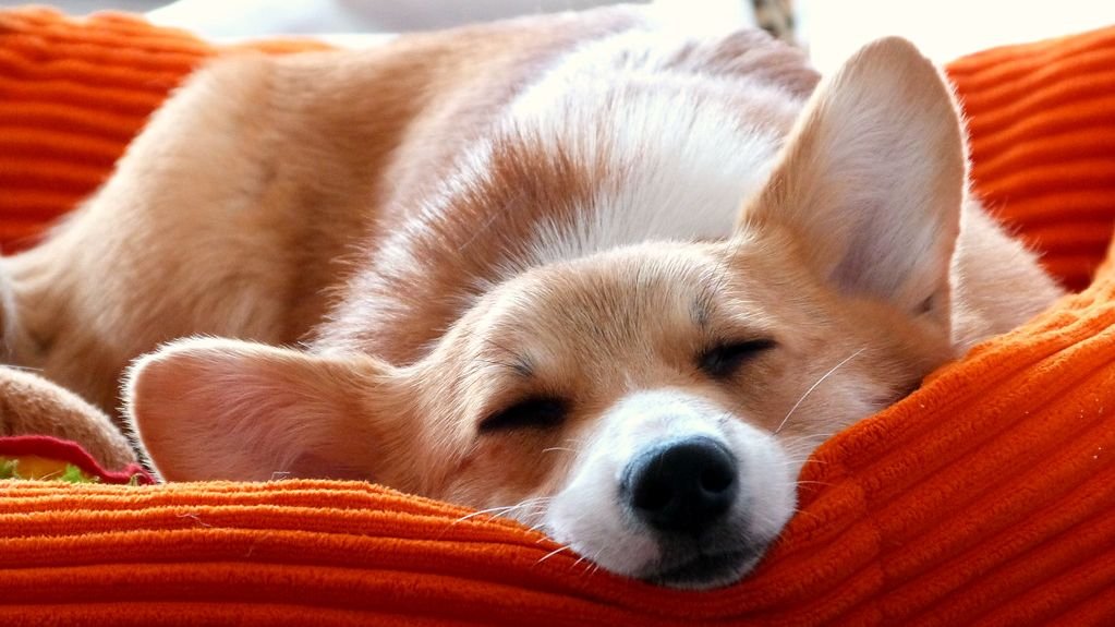 The Right Dog Bed is Crucial for Joint Health; Don't Overlook This Essential
