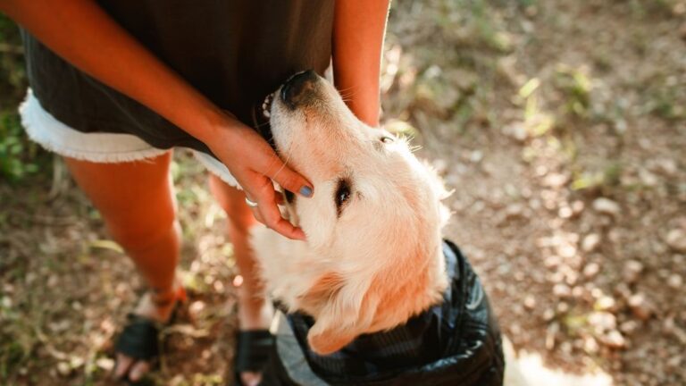 7 Common Household Items That Are Toxic to Dogs (and How to Dog-Proof)