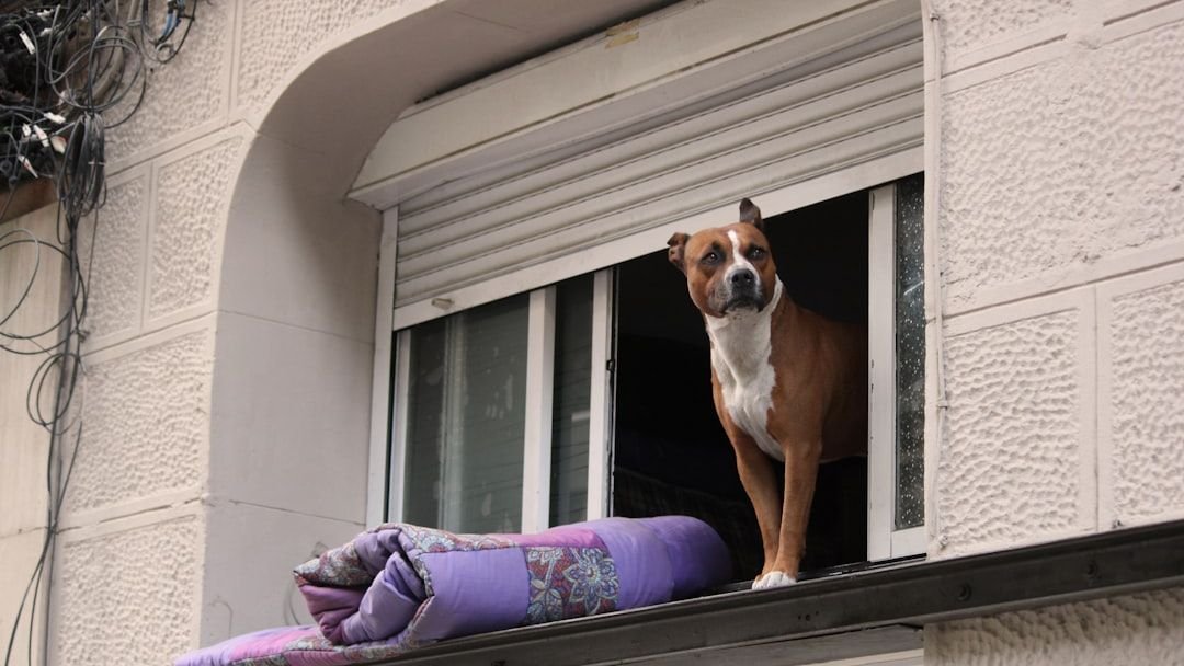 10 Signs Your Dog Is Emotionally Attached to One Person Only