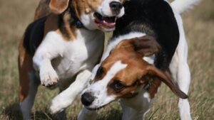 Avoid These 10 Dog Breeds If You're a Virgo