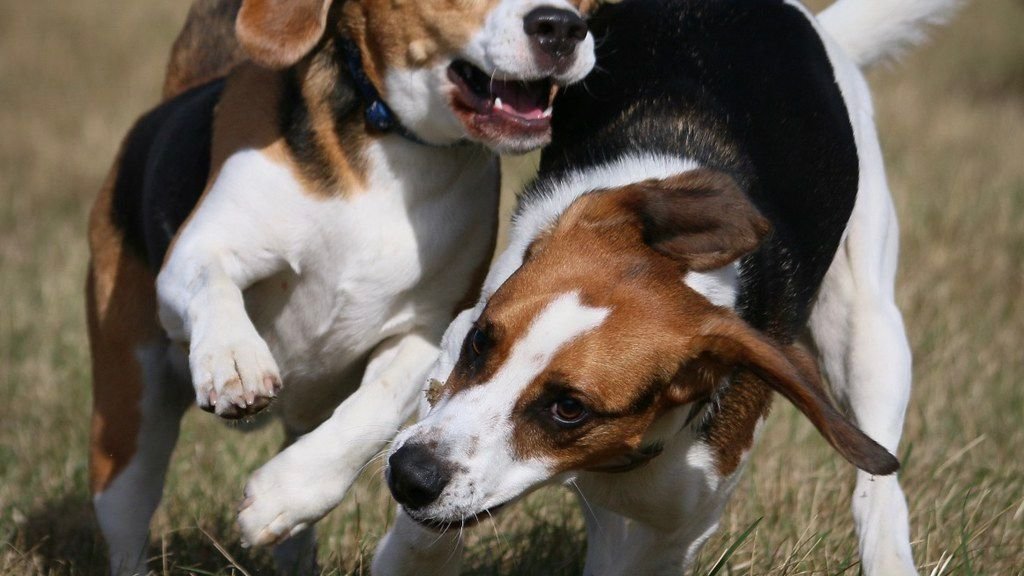 Avoid These 10 Dog Breeds If You're a Virgo