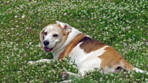 Don't Even Think About These 7 Dog Breeds If You're a Capricorn