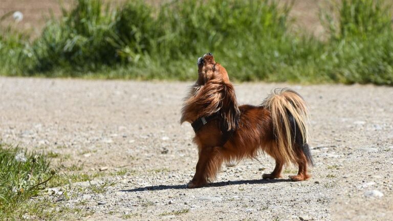 Your Dog's Whining Isn't Always a Demand; It's a Cry for Connection