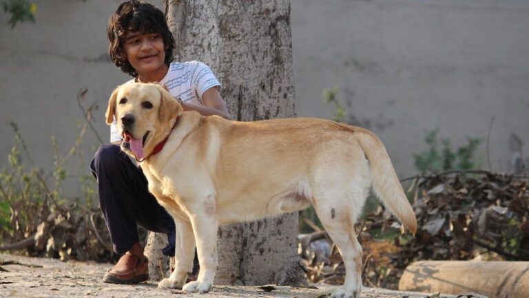 10 Ways Dogs Express Gratitude Humans Often Miss