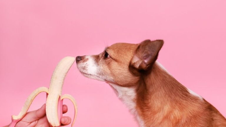 Your Dog's Gut Health is the Secret to Their Overall Well-being