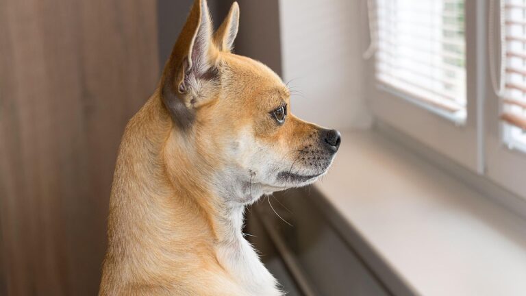 10 Reasons Dogs Wait for You - Even When They Don't Have To