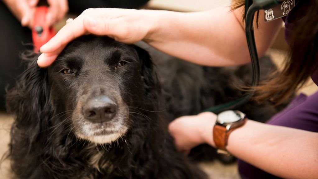 Is Your Dog's Diet Causing Their Itchy Skin?