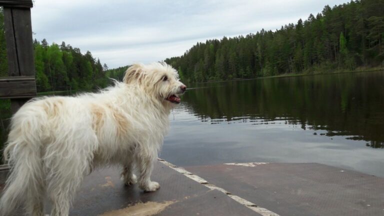 The Truth About Your Dog's Separation Anxiety: It's Not Your Fault