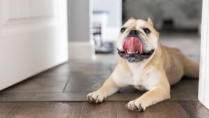 Is Your Dog's Excessive Licking a Sign of Something More? What to Watch For