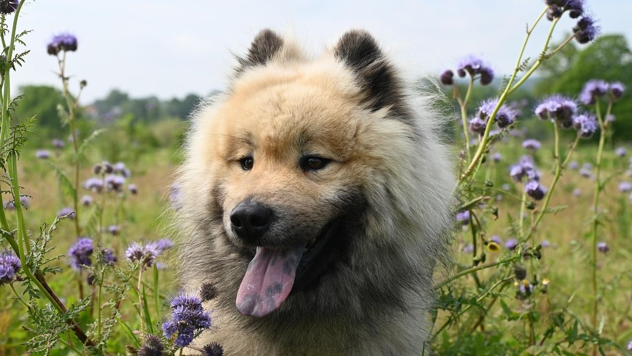 The Dog Breeds That Clash With Your Zodiac Sign's Personality