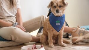 Your Dog's Resource Guarding Isn't Aggression; It's a Cry for Security