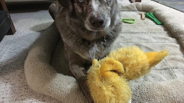 How To Choose an Emotional Support Toy For Your Dog