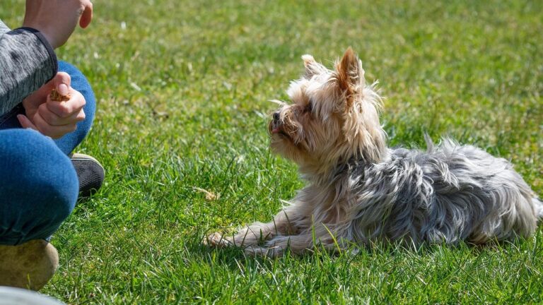 5 Training Mistakes Even Experienced Dog Owners Still Make