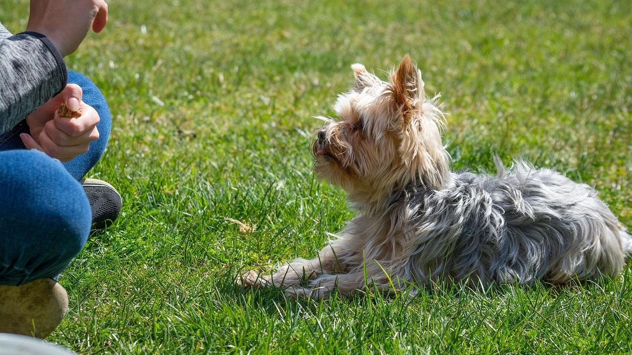 5 Training Mistakes Even Experienced Dog Owners Still Make