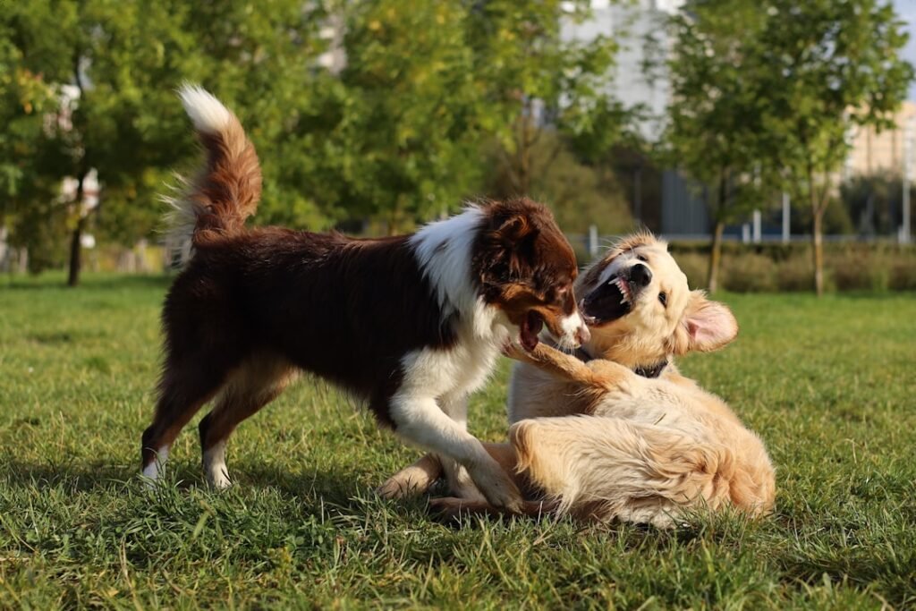 How Can You Tell if Your Dog is Overstimulated During Playtime?