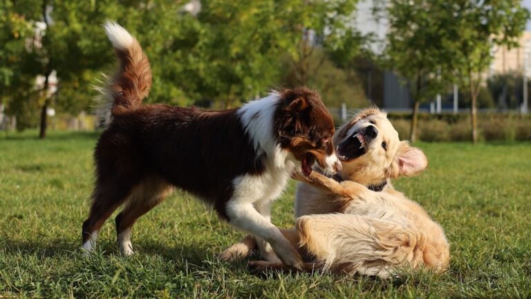 How Can You Tell if Your Dog is Overstimulated During Playtime?