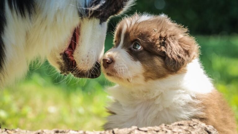 What's the Best Way to Introduce a New Puppy to Your Older Dog?