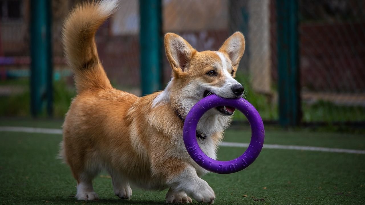 Why Does My Dog Prefer Certain Toys Over Others?