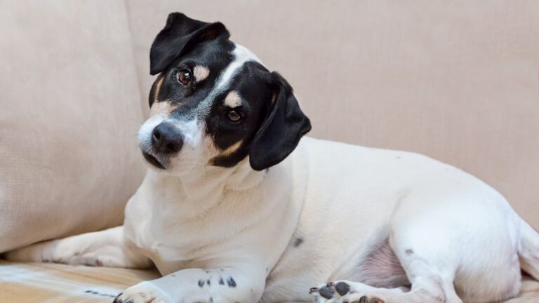 Why Does My Dog Head Tilt When I Talk? Unraveling This Adorable Habit