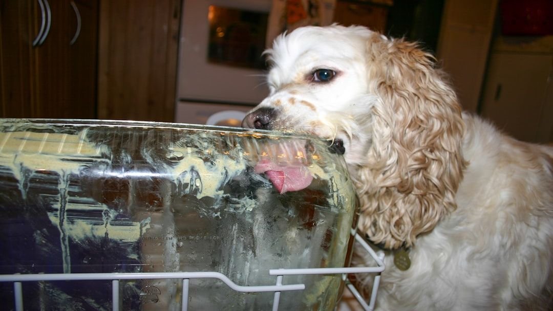 Why Your Dog’s ‘Stubbornness’ Might Be a Sign of Something Else Entirely