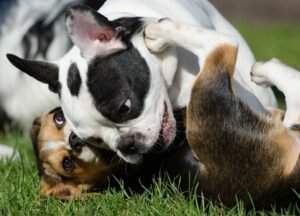 What If Your Dog Could Pick Their Own Playmate? Decoding Canine Friendships