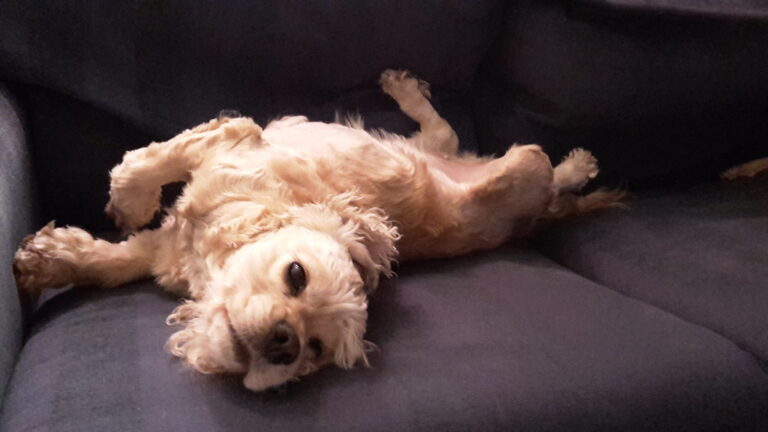 Your Dog's Nighttime Habits Reveal More Than Just Sleepiness
