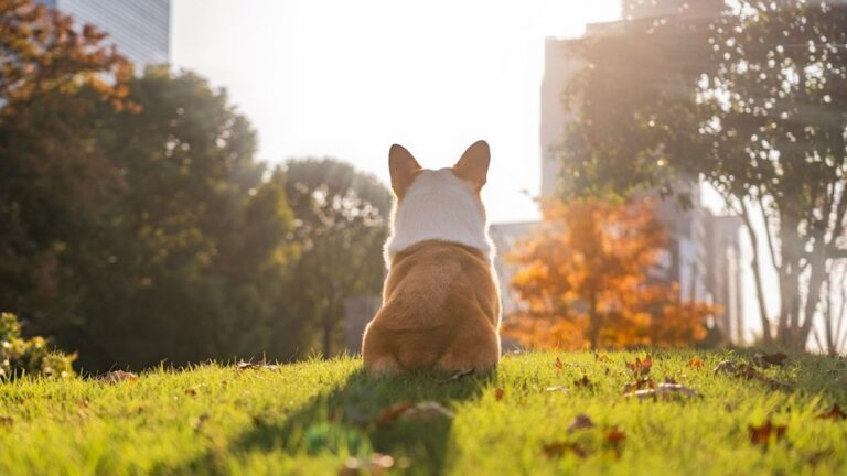 Are You Accidentally Making Your Dog's Separation Anxiety Worse?