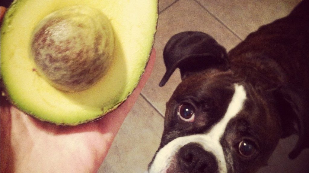 10 Fruits and Vegetables Your Dog Will Love (and 5 to Strictly Avoid)