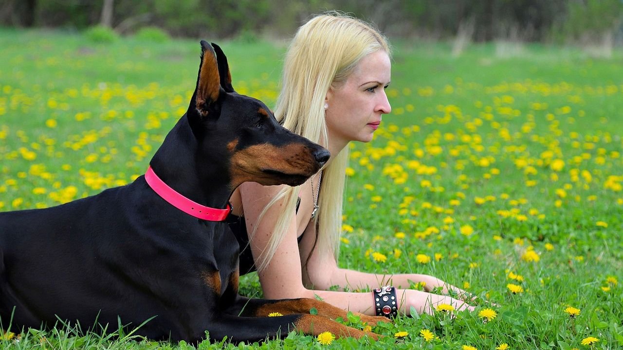 8 Things About Dobermans That Changed My Mind on Getting One