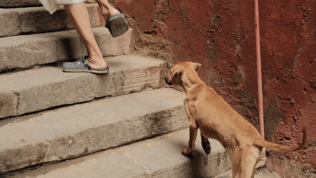 Why Does My Dog 'Herd' Me Around the House?