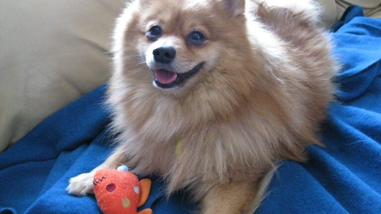 Your Dog's Favorite Toy Might Be Telling You Something Important About Them