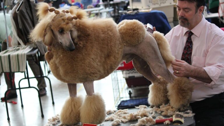 10 Common Dog Grooming Mistakes That Can Lead to Skin Problems