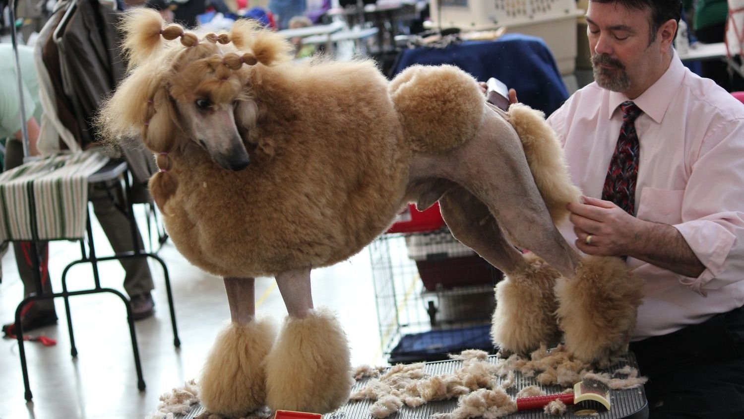 10 Common Dog Grooming Mistakes That Can Lead to Skin Problems