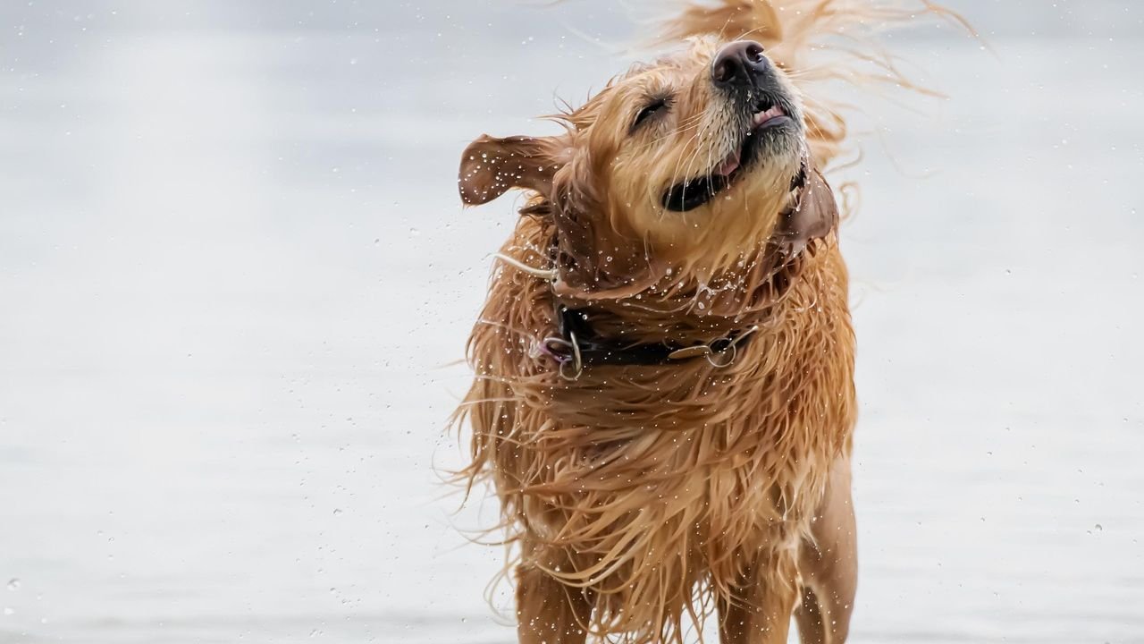 Are You Overlooking These 7 Subtle Signs of Stress in Your Dog?