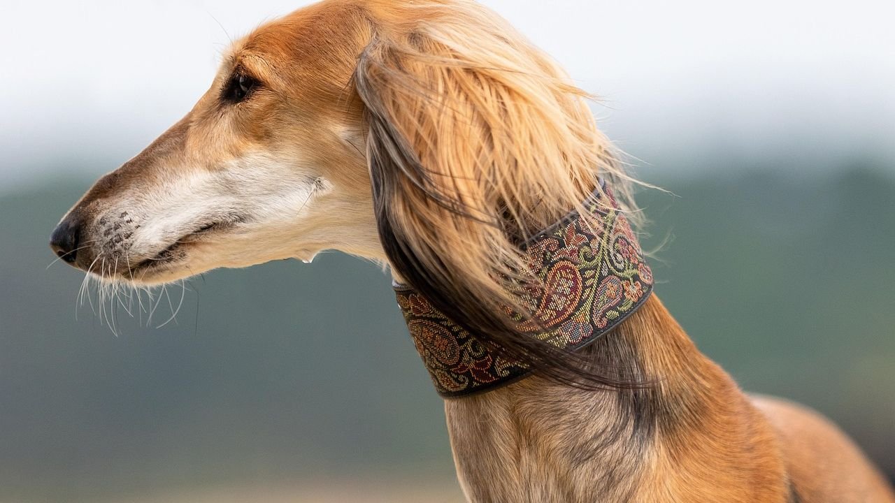 10 Dog Breeds That Are Incredibly Loyal (and 10 That Value Their Independence)