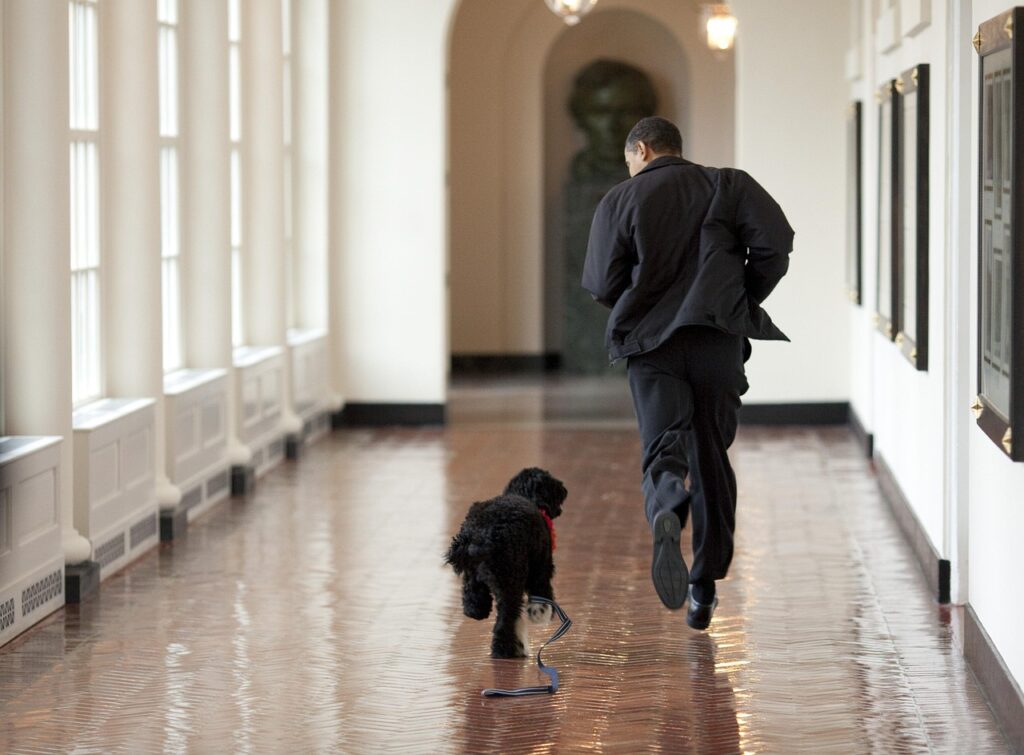 Why Do Dogs Get the 'Zoomies' Indoors? Decoding Their Burst of Energy