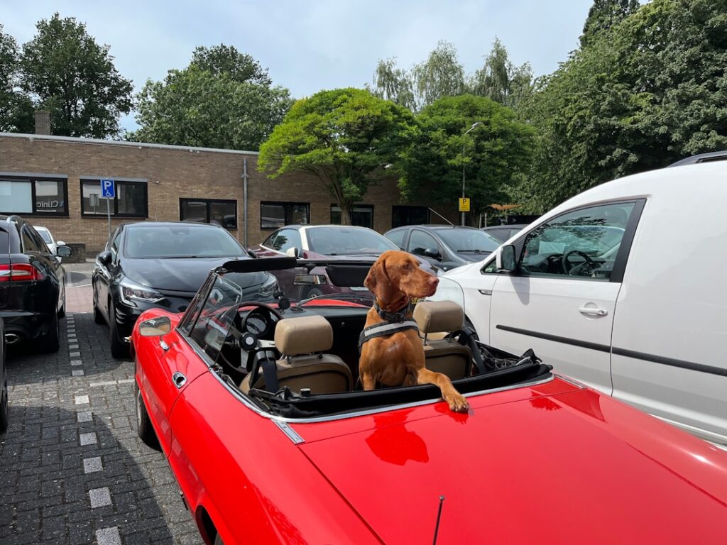 8 Tips To Make Car Trips With Your Dog A Breeze