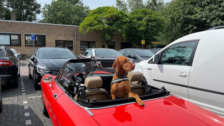 8 Tips To Make Car Trips With Your Dog A Breeze