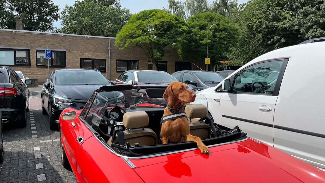 8 Tips To Make Car Trips With Your Dog A Breeze