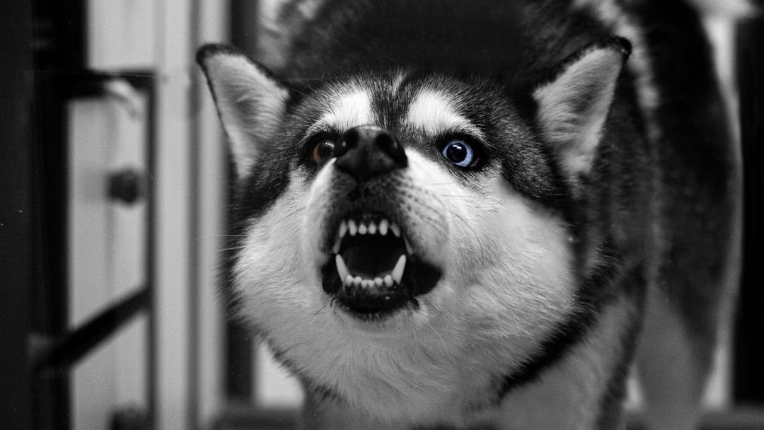 8 Signs Your Dog is Angry At You