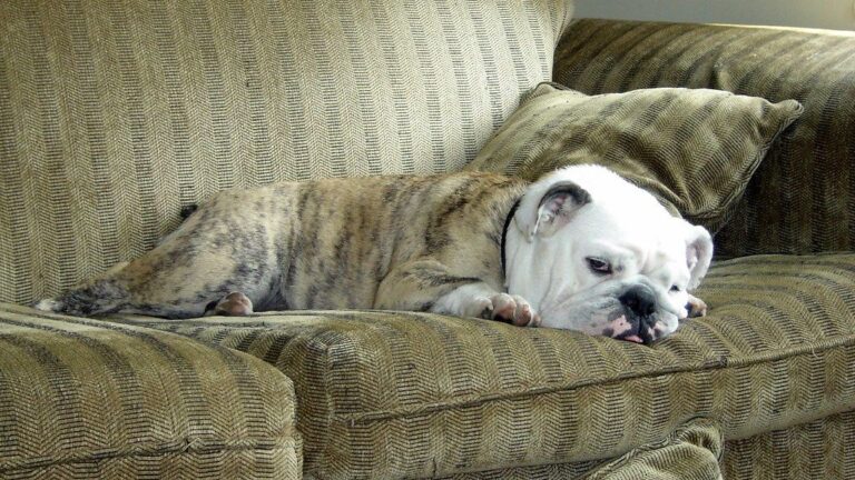 10 Dog Breeds That Ignore Training and Do Whatever They Want