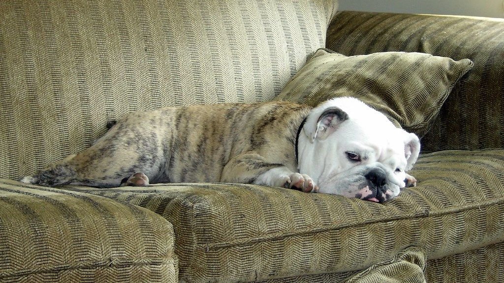 10 Dog Breeds That Ignore Training and Do Whatever They Want