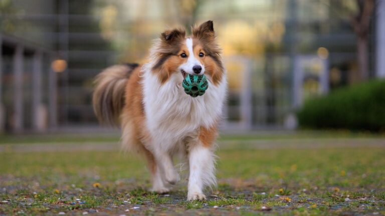 Which Zodiac Signs and Dogs Grow Old Together Like Soulmates?