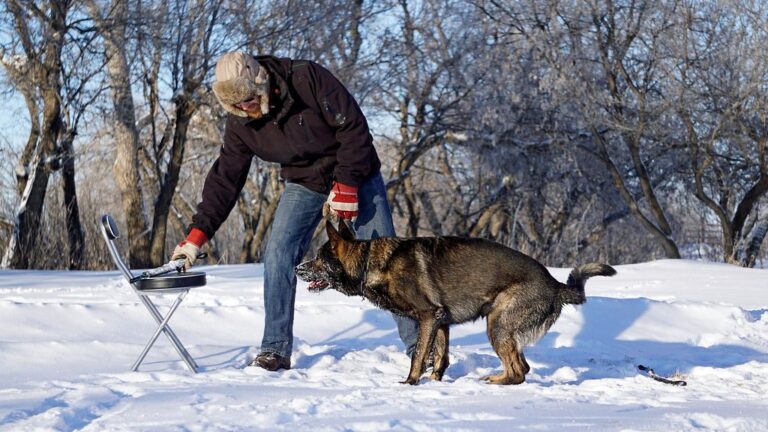 Which Zodiac Signs Make the Most Patient Dog Trainers?