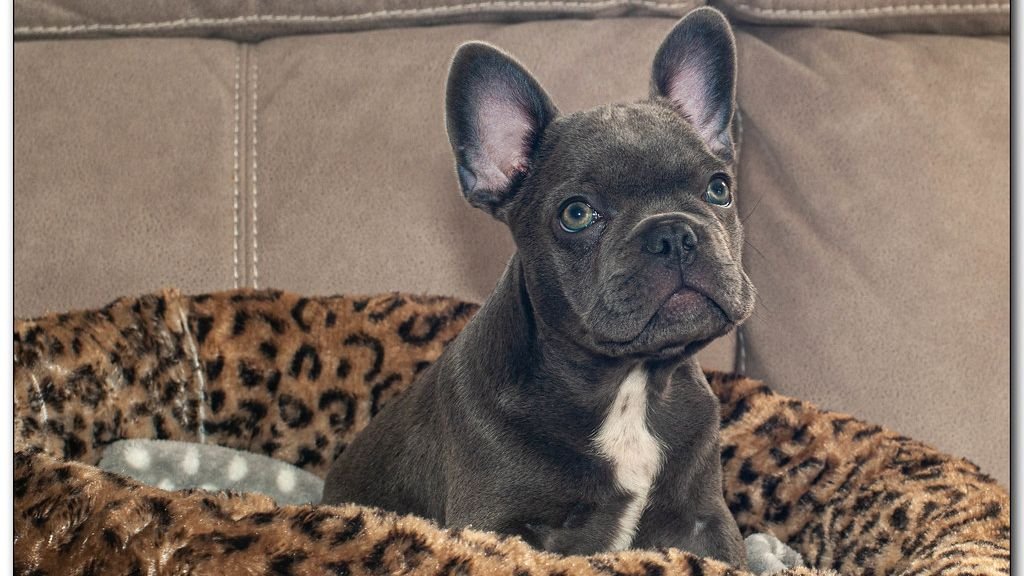 8 Dog Breeds Suited to Seniors (And 5 That Would Prefer a Younger Owner)