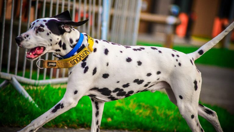 10 High Energy Dogs That Exhaust Humans and 5 Calmer Companions