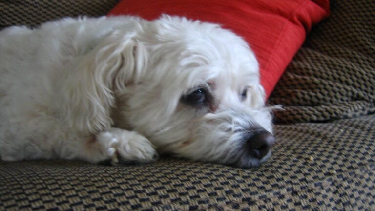 8 Dog Breeds Unsuitable for Seniors (and 4 That Bring Comfort)