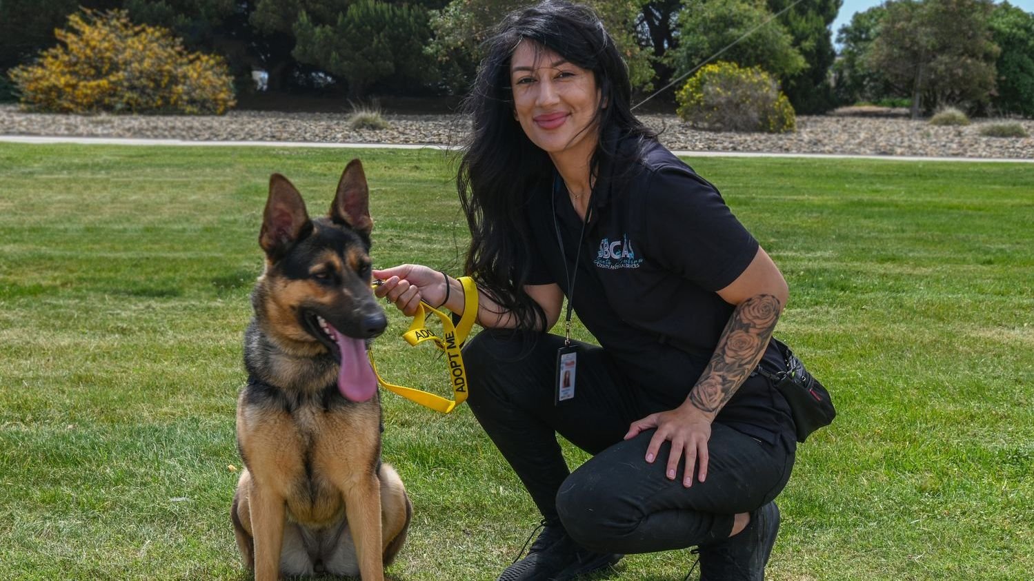 12 Heartwarming Reasons Why Rescuing a Senior Dog is So Rewarding